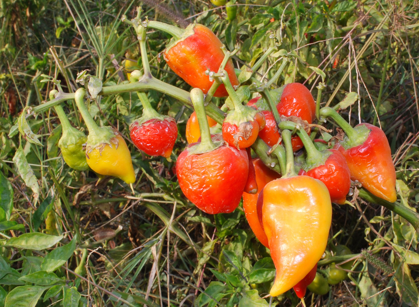 Изображение особи Capsicum annuum.