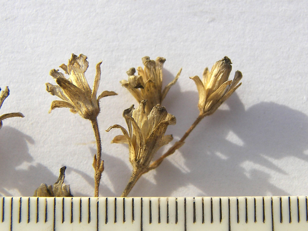 Image of Minuartia circassica specimen.