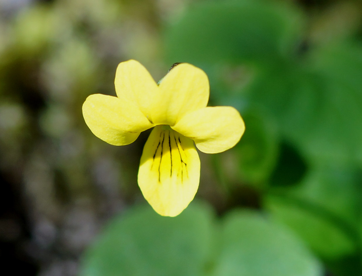 Image of Viola biflora specimen.