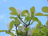 Magnolia &times; soulangeana