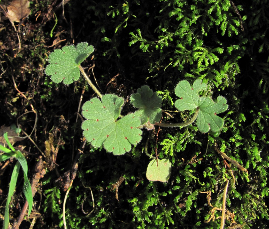 Image of Geranium rotundifolium specimen.