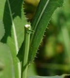 Sonchus arvensis subspecies uliginosus. Срез стебля цветущего растения с вытекающим млечным соком. Восточный Казахстан, г. Усть-Каменогорск, правый берег р. Иртыш, луг. 12.07.2017.