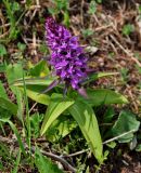 Dactylorhiza euxina. Цветущее растение. Адыгея, Фишт-Оштеновский массив, перевал Гузерипльский, ≈ 1900 м н.у.м., субальпийский луг. 04.07.2017.