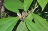 Callicarpa kochiana