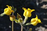 Pachypodium horombense