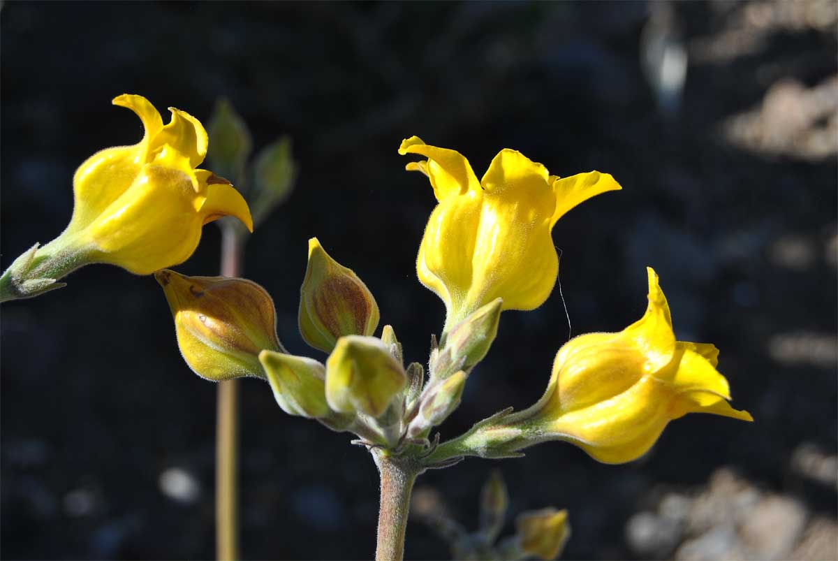 Image of Pachypodium horombense specimen.