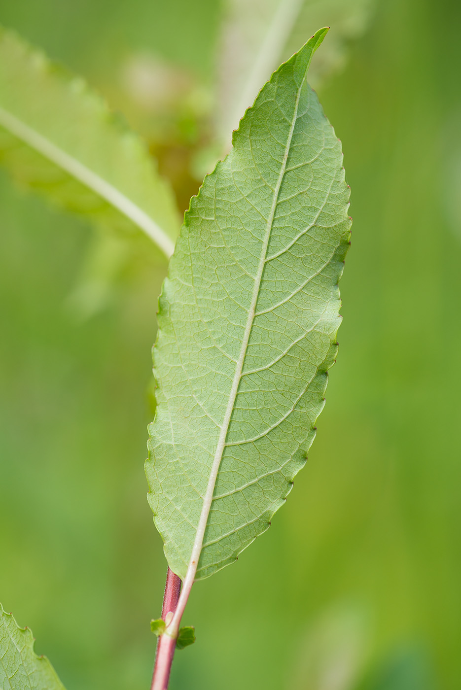 Изображение особи Salix myrsinifolia.