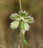 Dianthus ramosissimus