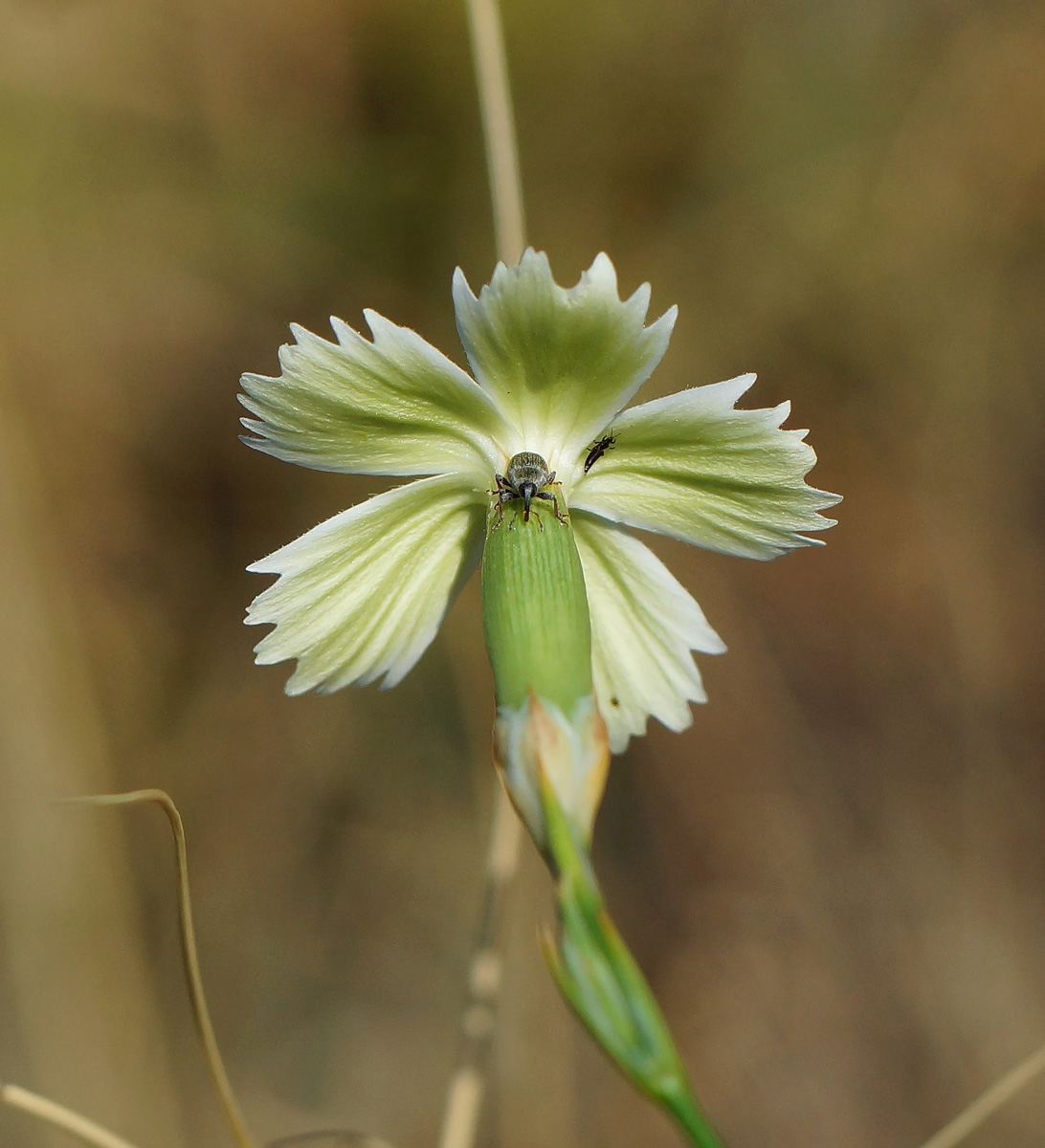 Изображение особи Dianthus ramosissimus.