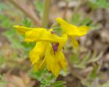 Corydalis sibirica. Цветки. Якутия, Мирнинский р-н, окр. пос. Светлый, огороды. 20.06.2009.