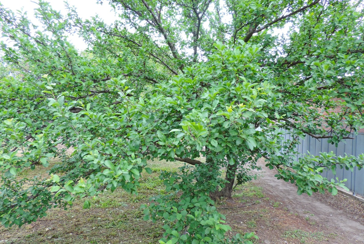 Изображение особи Malus domestica.