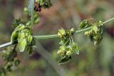 Rumex drobovii