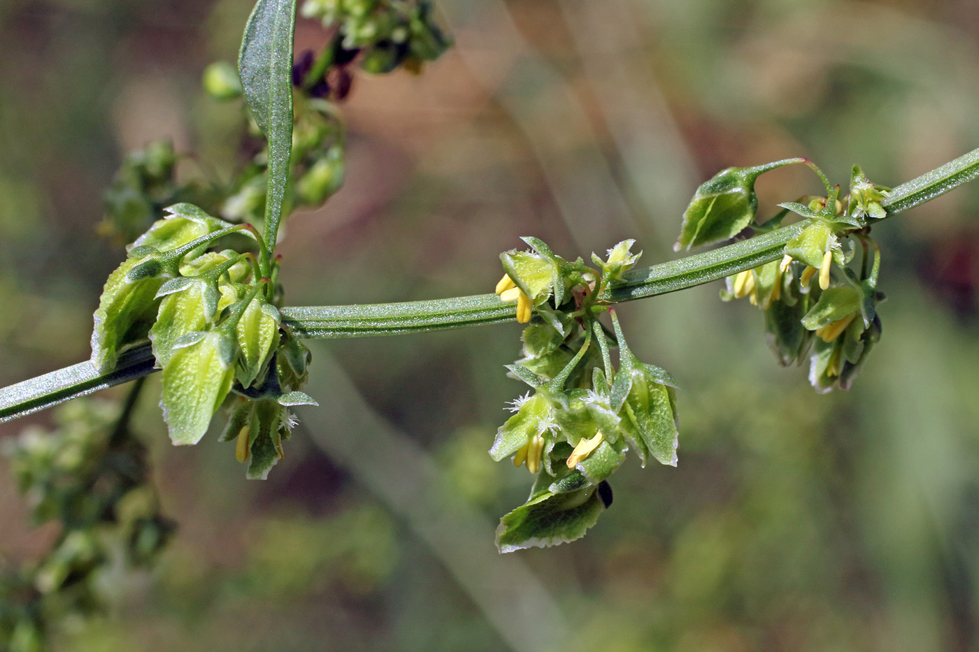 Изображение особи Rumex drobovii.