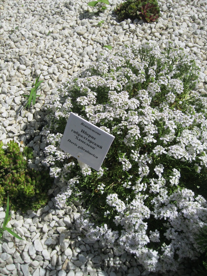 Image of Iberis gibraltarica specimen.