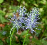 Phyteuma подвид coeruleum