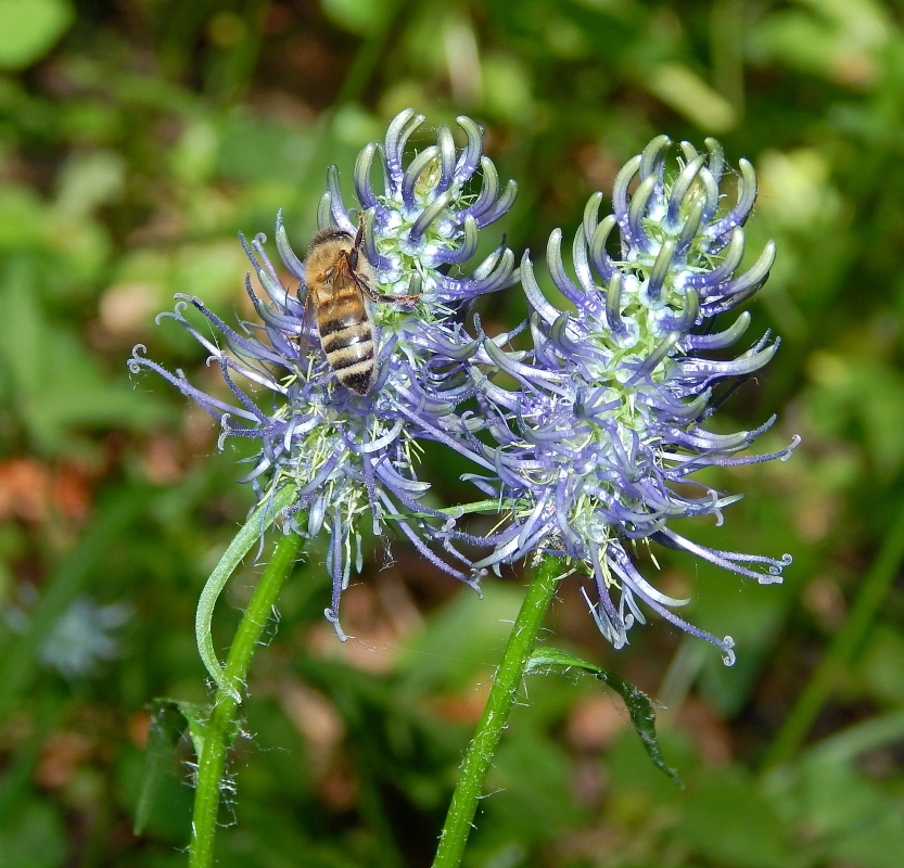 Изображение особи Phyteuma spicatum ssp. coeruleum.