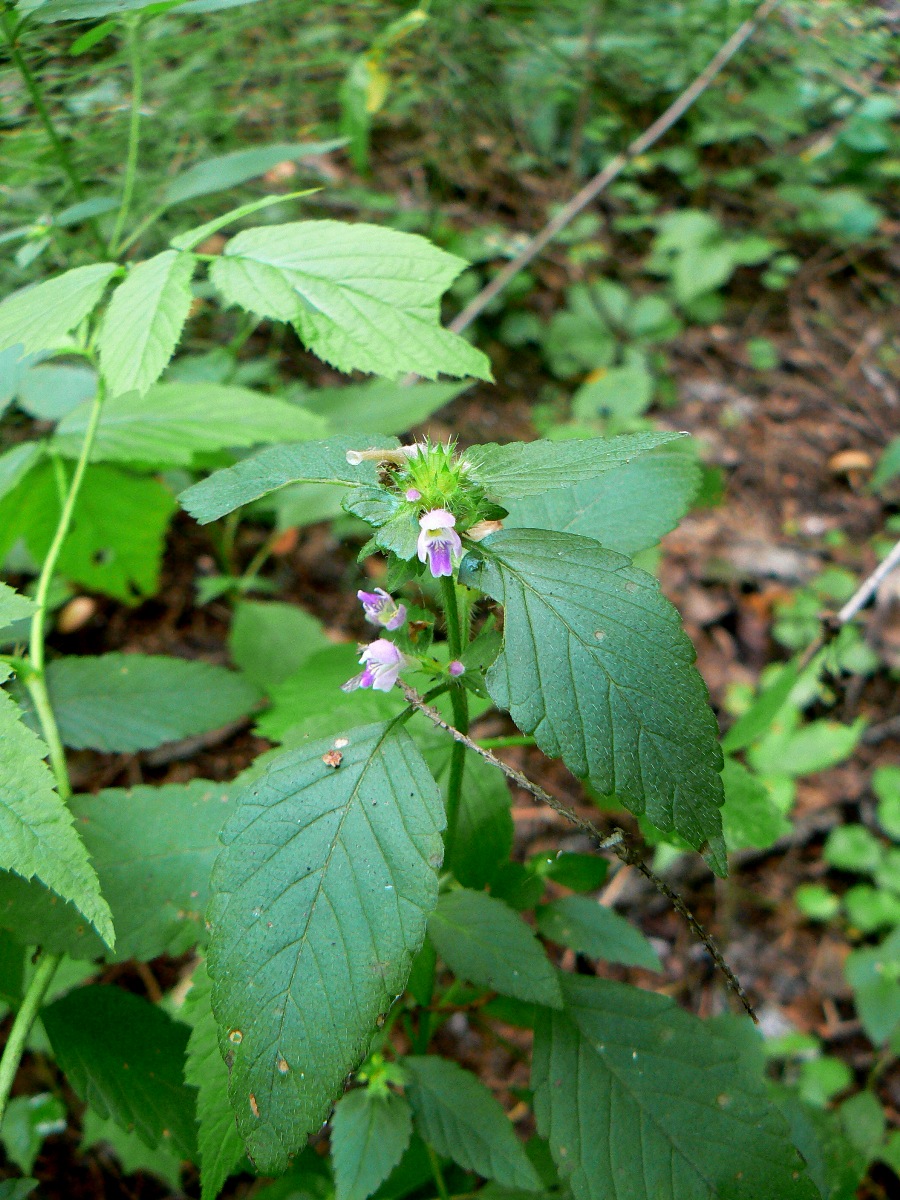 Изображение особи Galeopsis bifida.