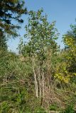 Lonicera xylosteum. Цветущее растение. Ленинградская обл., Гатчинский р-н, окр. пос. Пудость, заросший кустарниками и деревьями старый травертиновый карьер. 26.05.2018.