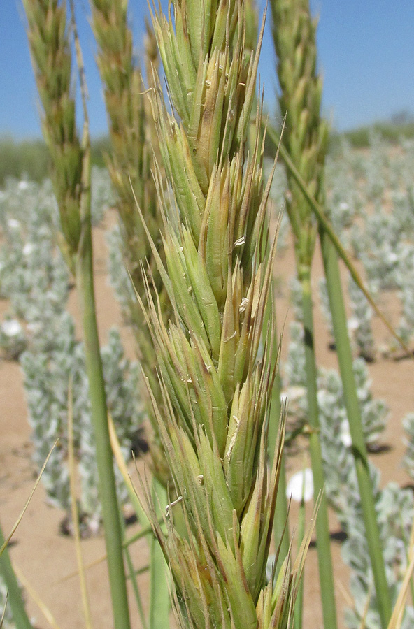 Image of Leymus racemosus specimen.