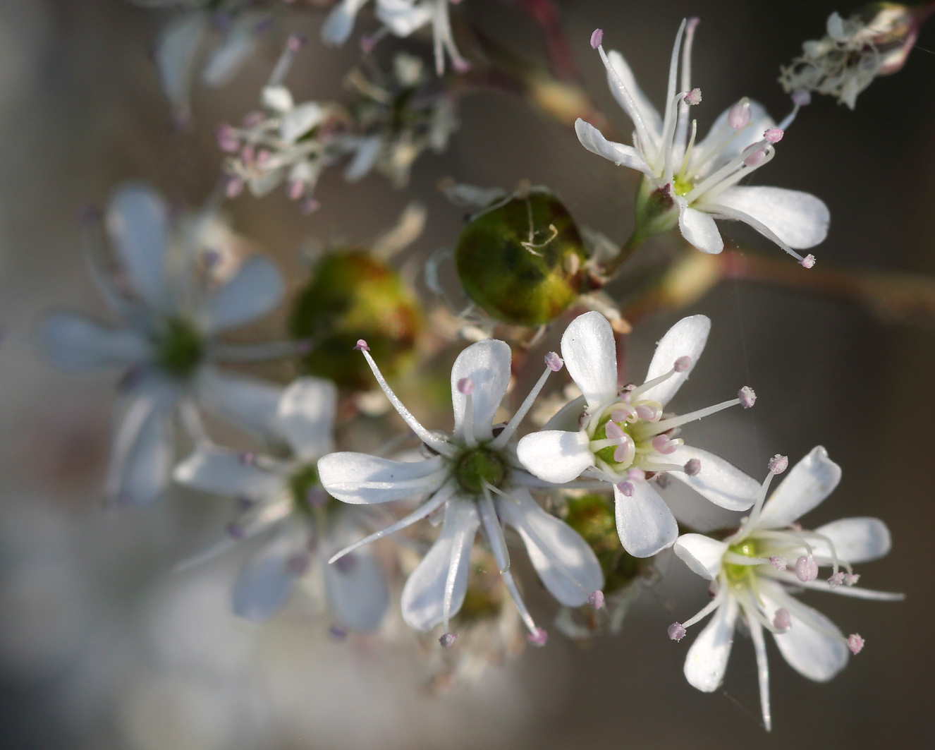 Image of Gypsophila altissima specimen.