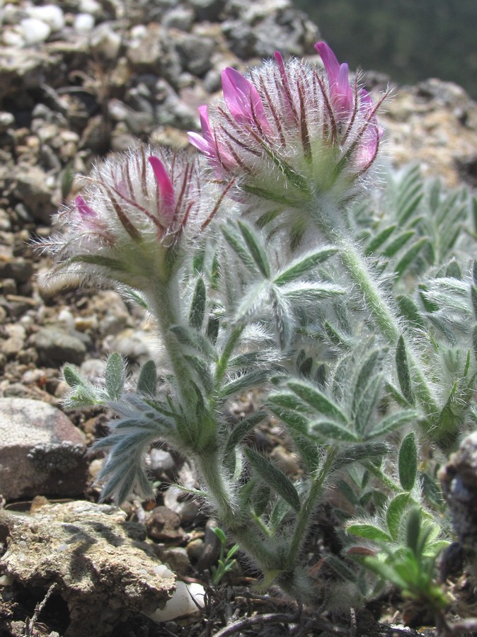 Image of Astragalus setosulus specimen.