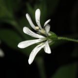 Stellaria nemorum