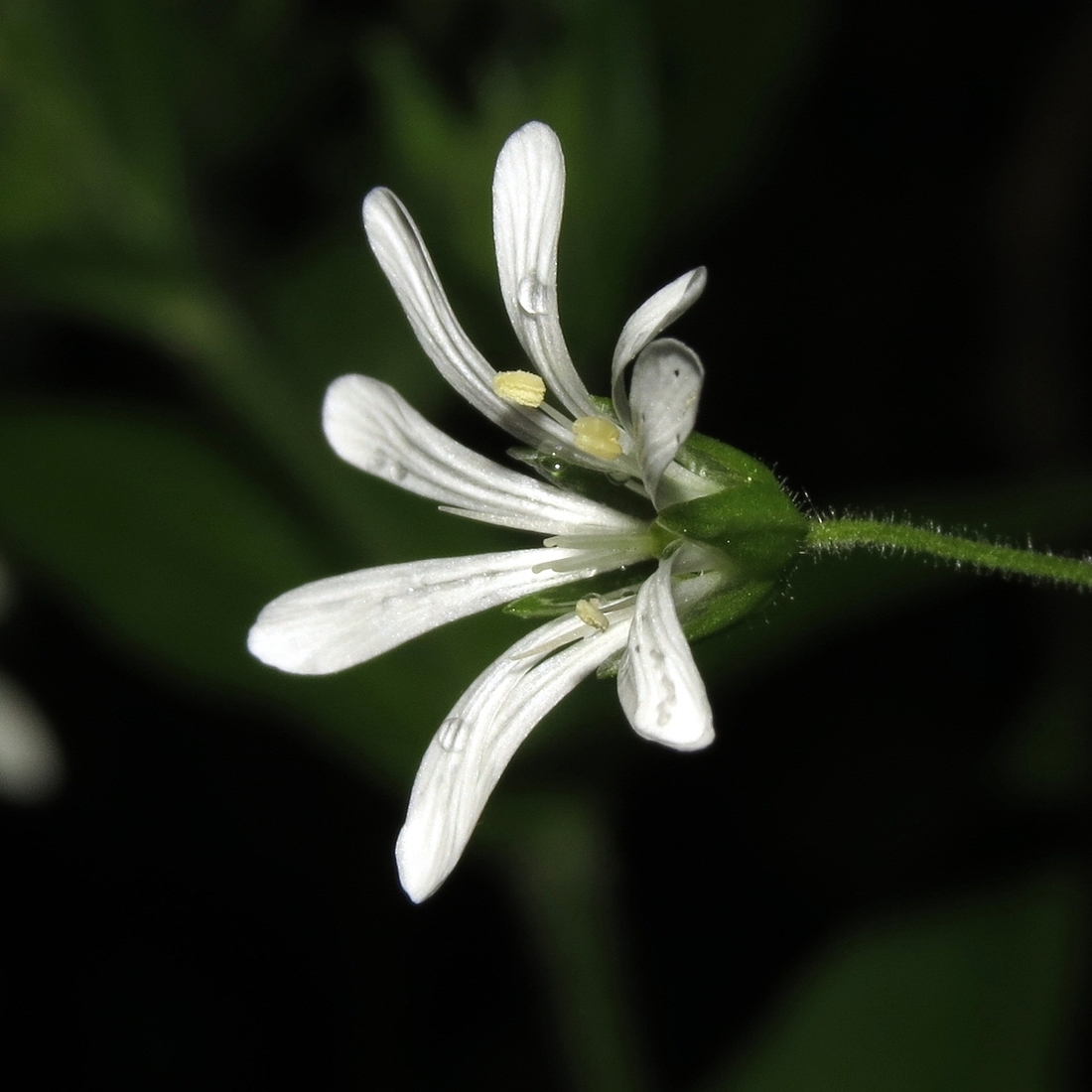 Изображение особи Stellaria nemorum.