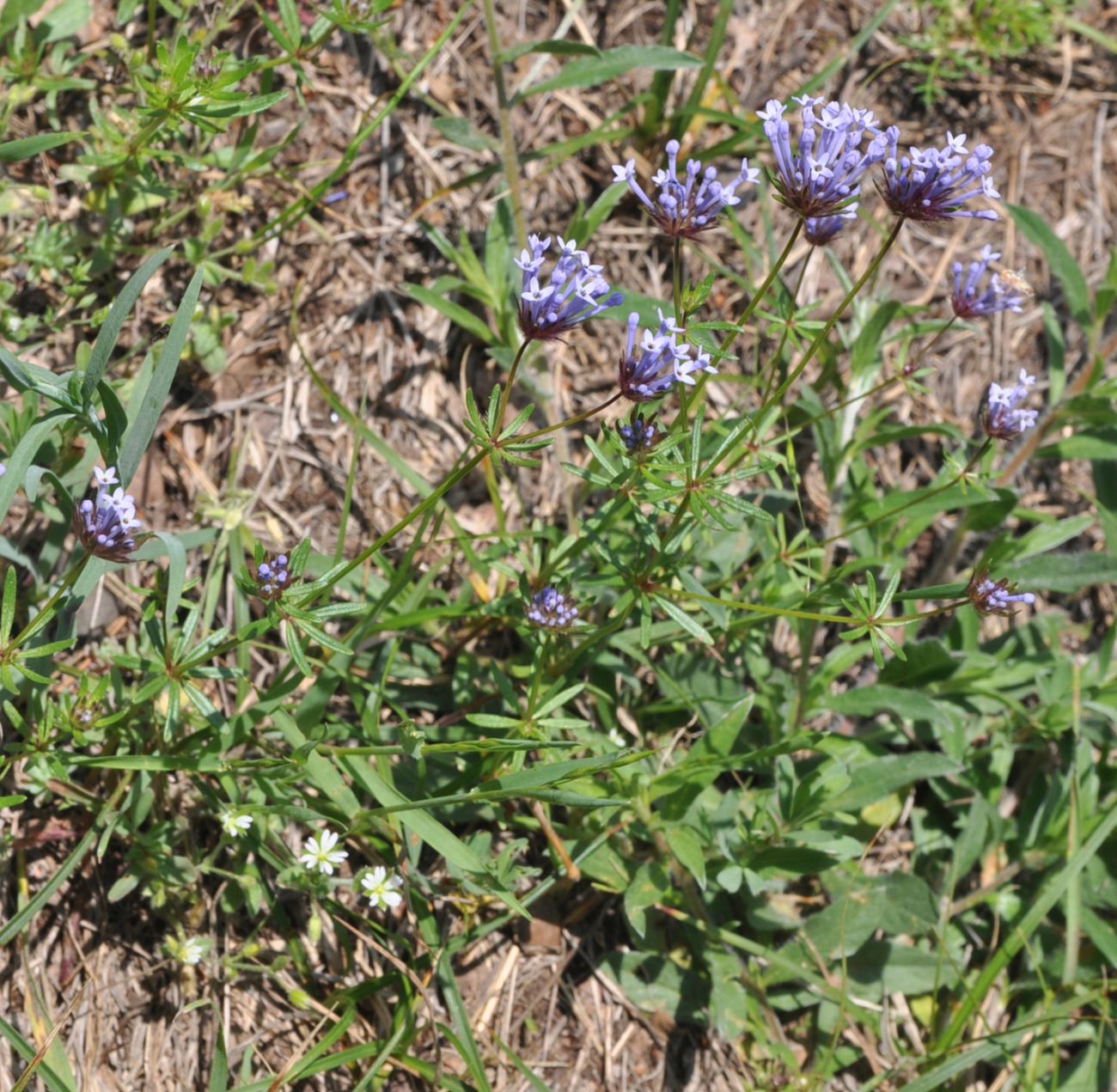 Image of Asperula arvensis specimen.