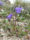 Campanula collina