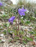 Campanula collina. Цветущие растения. Кабардино-Балкария, Эльбрусский р-н, долина притока р. Ирикчат, ок. 3200 м н.у.м., каменистый склон. 06.08.2018.