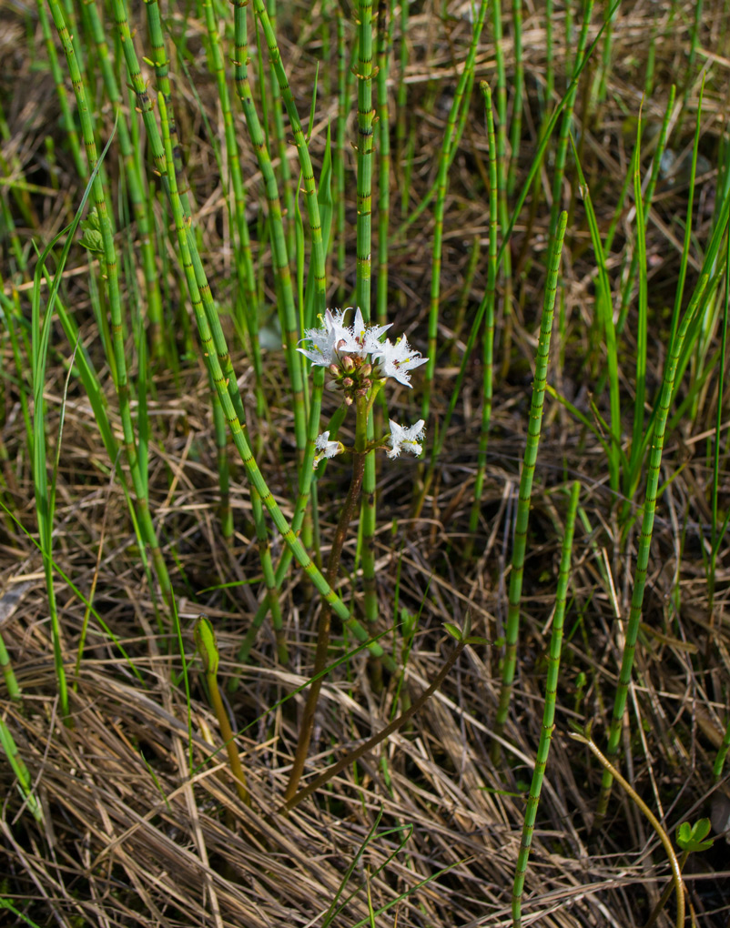 Image of Menyanthes trifoliata specimen.