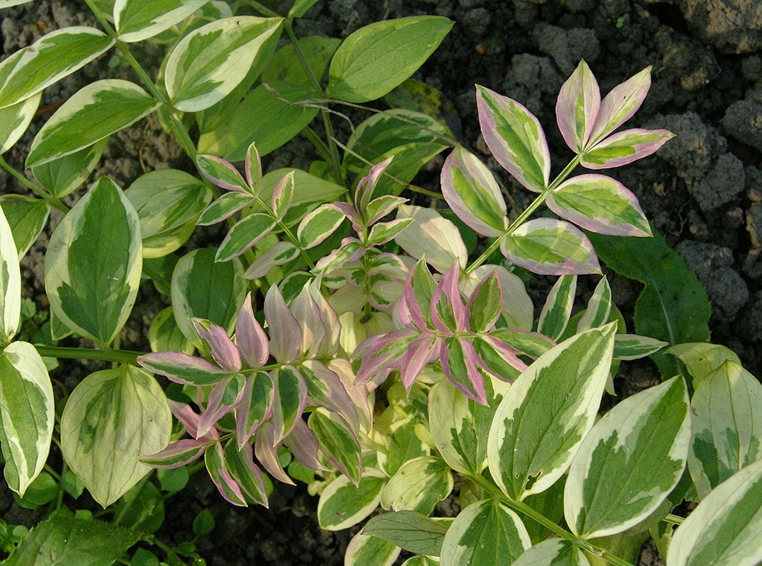 Изображение особи Polemonium reptans.