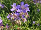 Geranium pratense