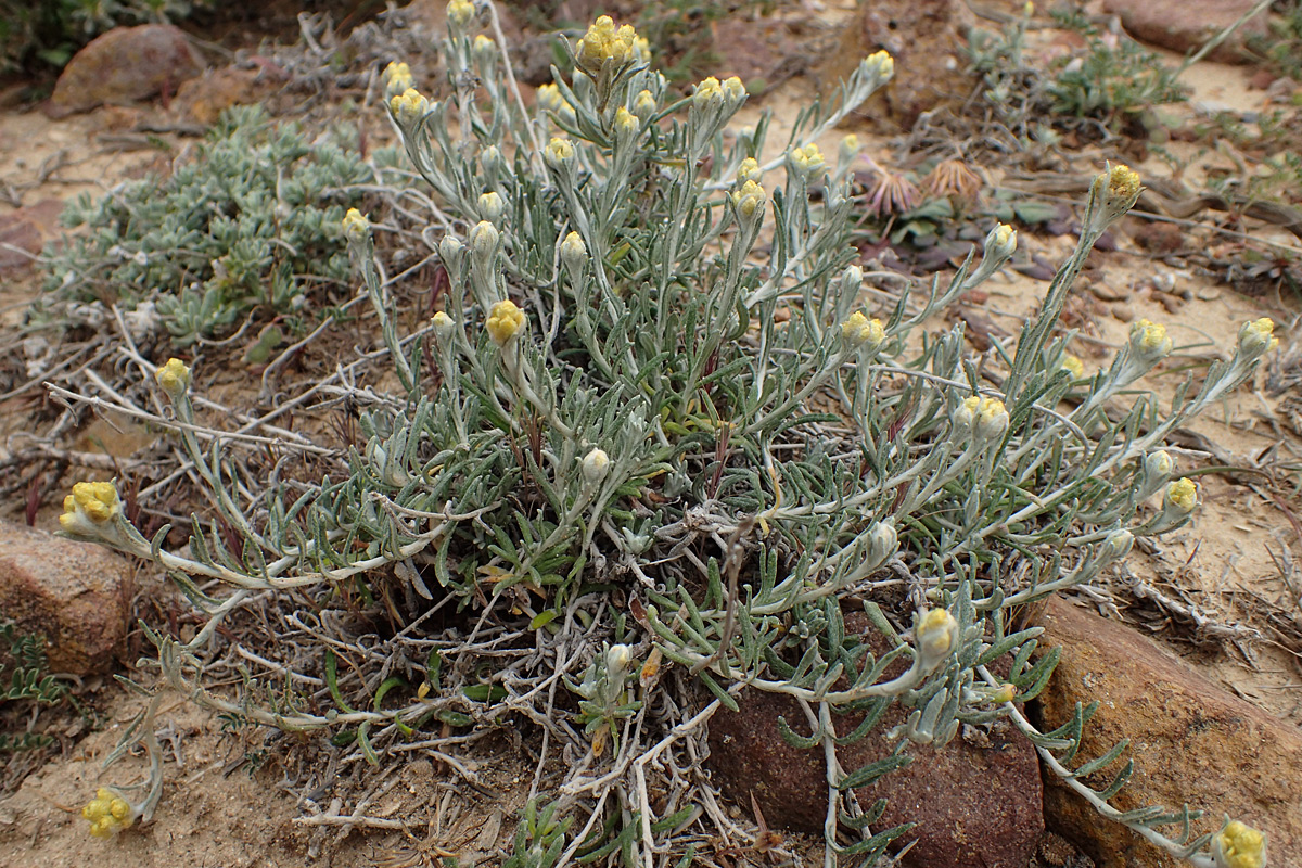 Изображение особи Helichrysum stoechas ssp. barrelieri.