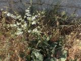 Salvia argentea