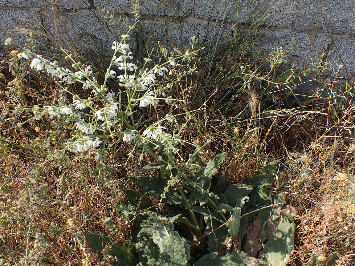 Изображение особи Salvia argentea.