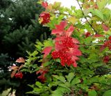 Viburnum opulus