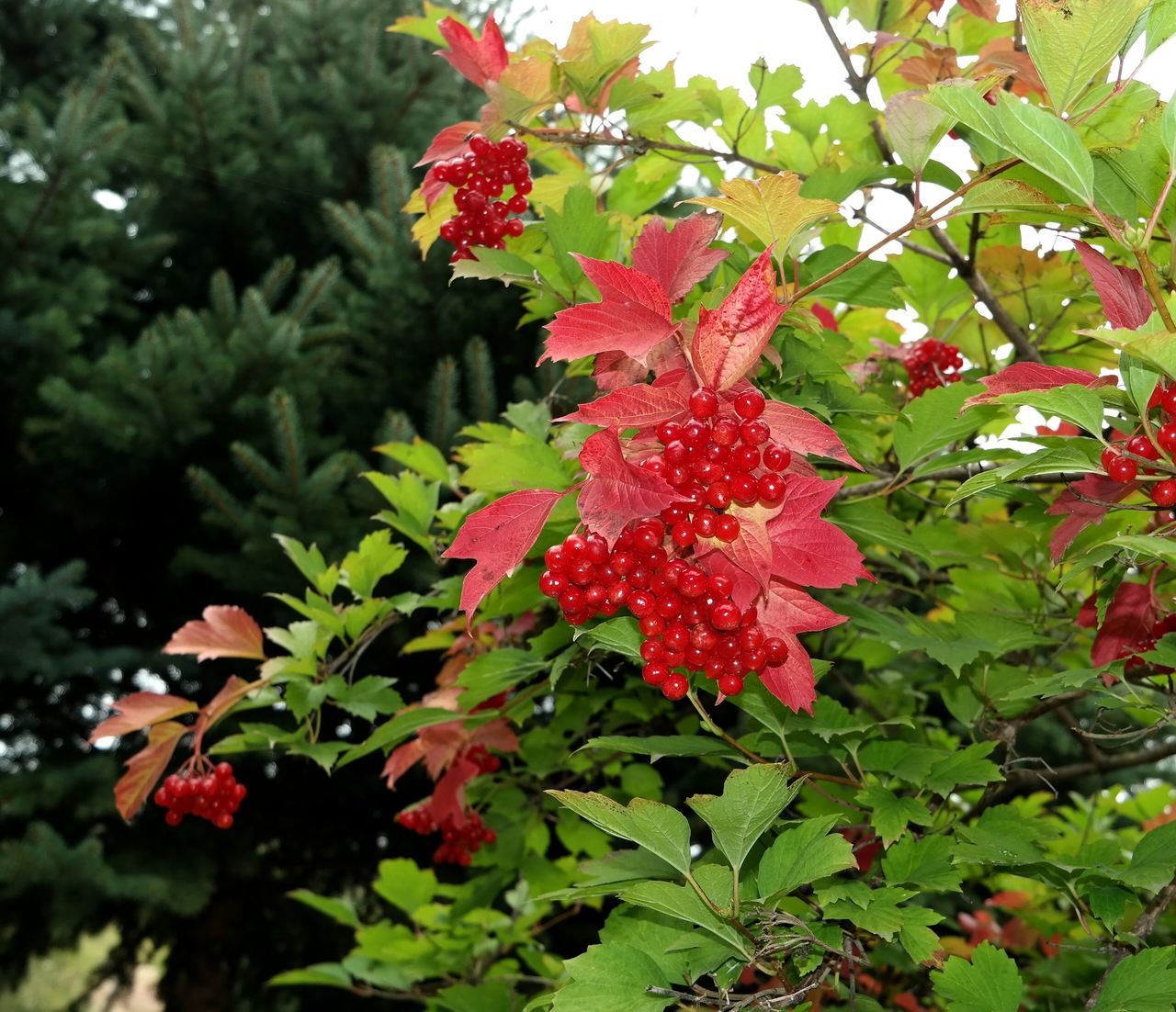 Image of Viburnum opulus specimen.