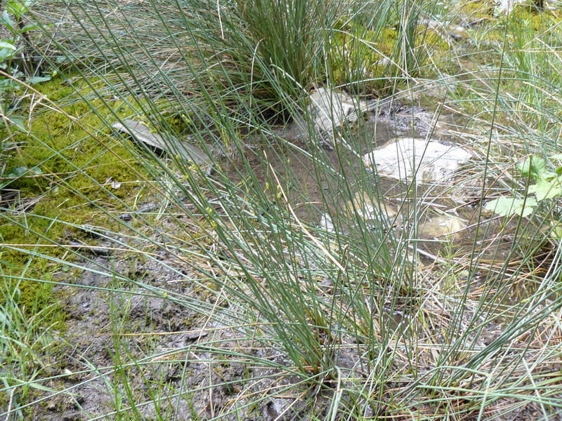 Image of Juncus inflexus specimen.