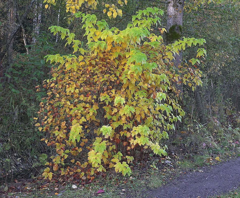 Image of Physocarpus opulifolius specimen.