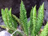 Dryopteris fragrans