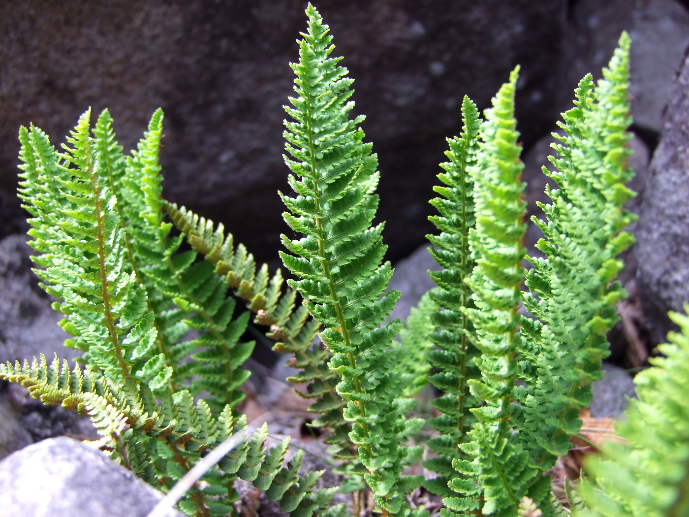 Image of Dryopteris fragrans specimen.