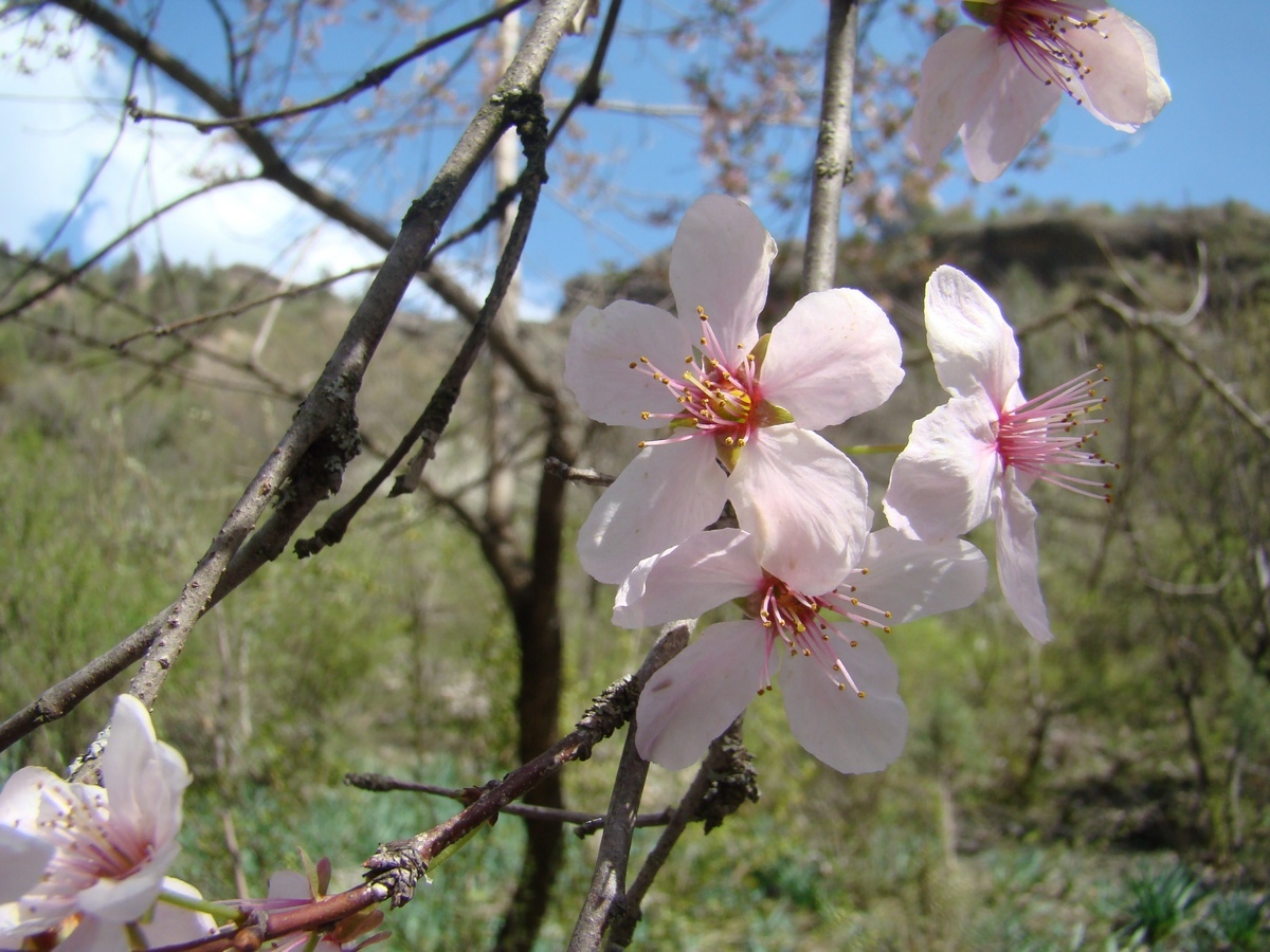 Image of Prunus &times; ferganica specimen.