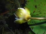 Nymphaea candida