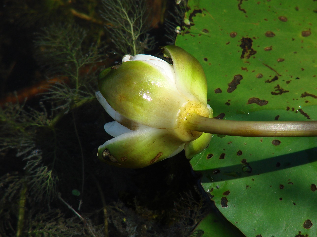 Image of Nymphaea candida specimen.