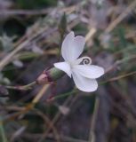 Dianthus atschurensis. Верхушка цветущего растения. Грузия, край Самцхе-Джавахети, Аспиндзский муниципалитет, восточный склон Эрушетского нагорья, ≈ 1550 м н.у.м., обочина дороги. 11.10.2018.