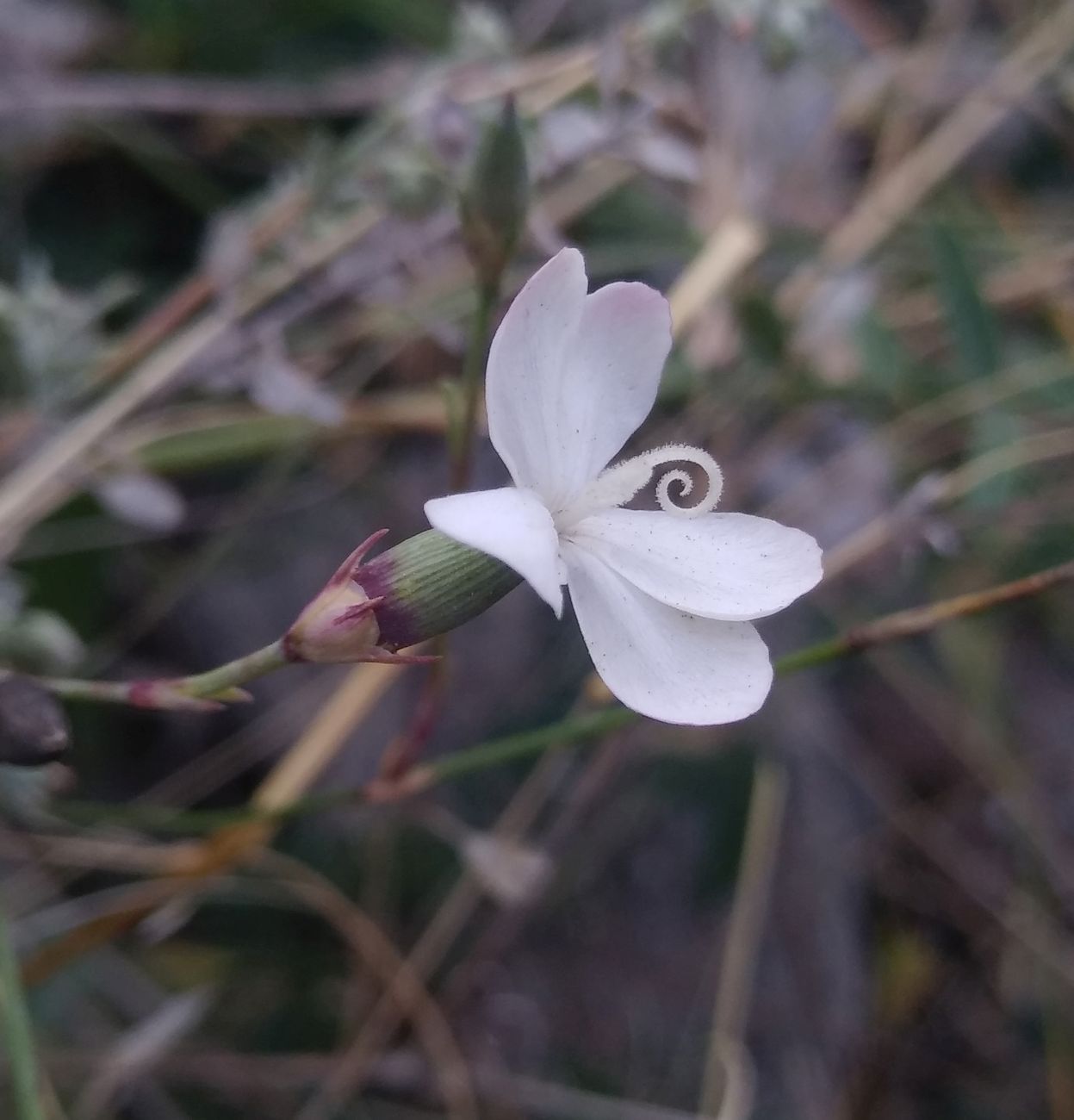 Image of Dianthus atschurensis specimen.