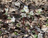 Eranthis sibirica. Цветущие растения. Иркутская обл., Слюдянский р-н, долина р. Слюдянка, редкий смешанный лес. 29.04.2018.