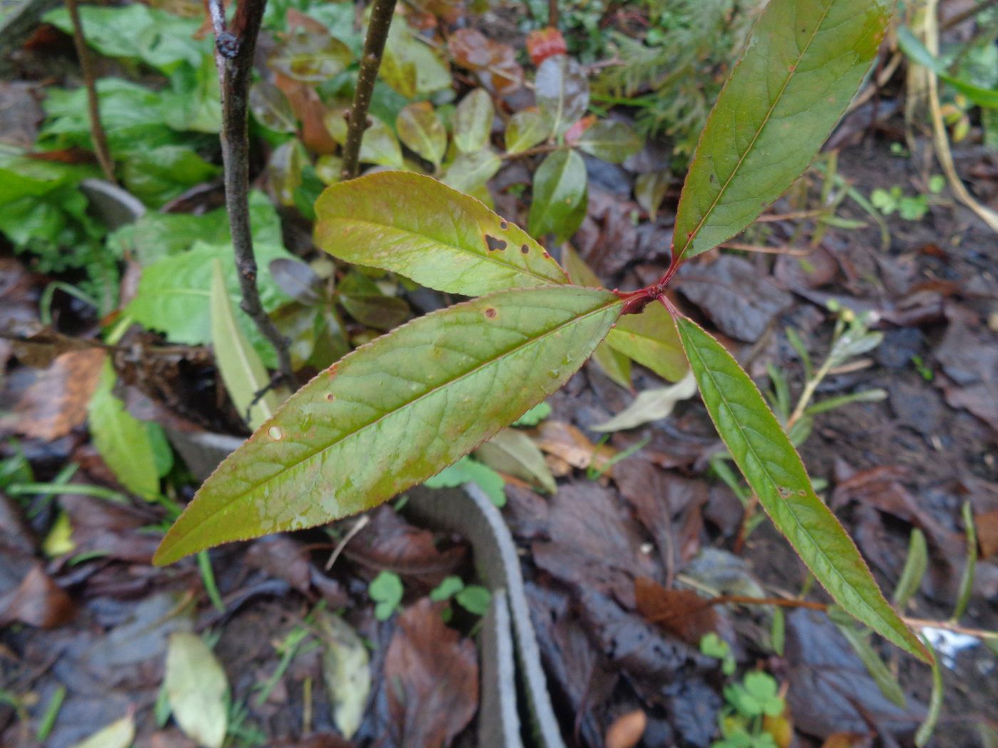 Изображение особи Persica vulgaris var. nectarina.