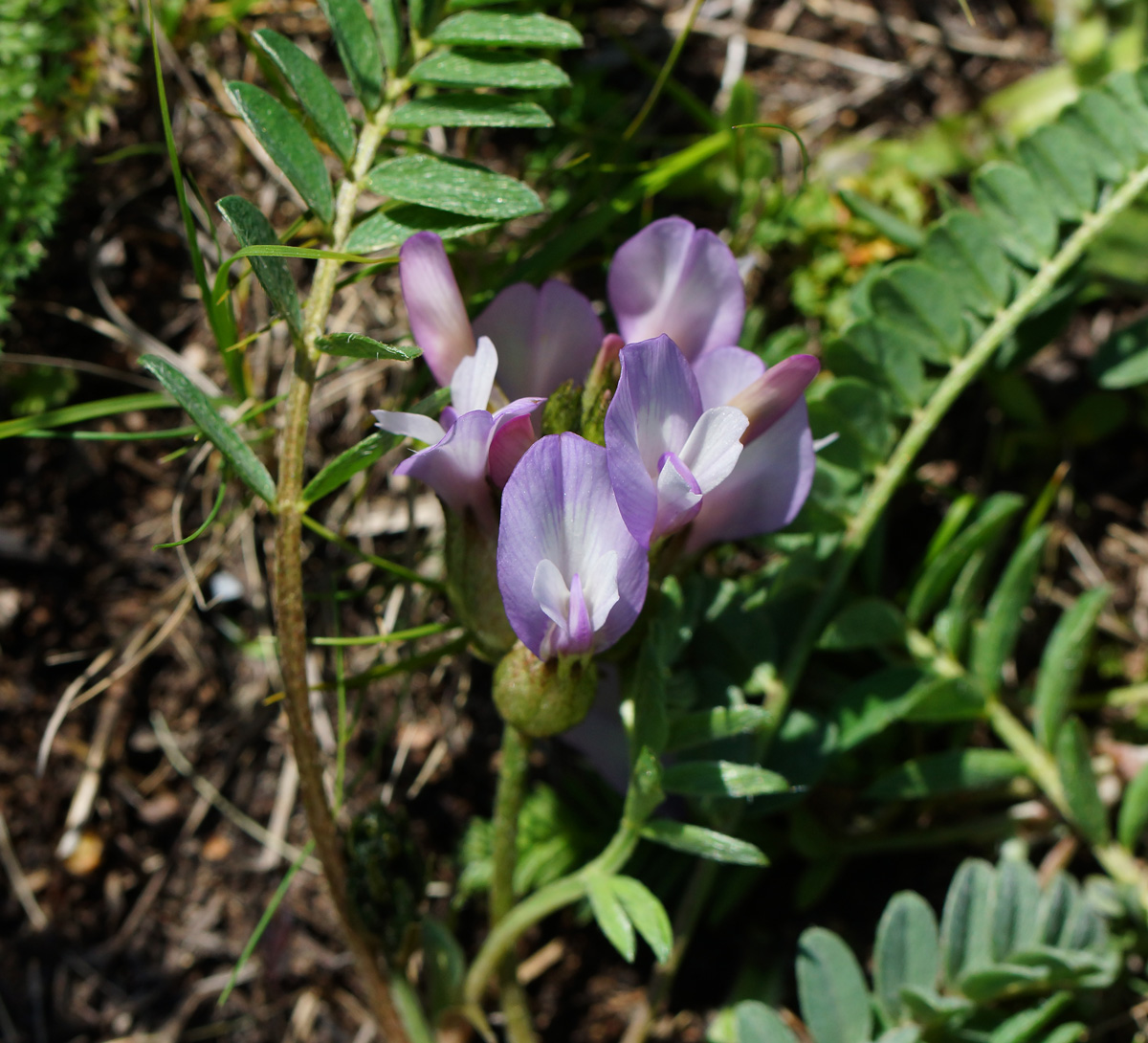 Изображение особи Astragalus megalanthus.